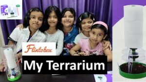 Read more about the article 🌱 Terrarium Flintobox | Flintobox Activities for Kids | Germination of a Seed | How to Make a Terrarium
